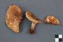 Paxillus involutus image