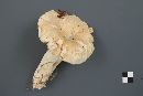 Lactarius deceptivus image