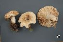 Lactarius deceptivus image