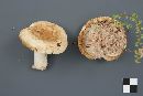 Lactarius deceptivus image