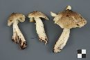 Tricholoma subsejunctum image