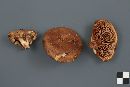 Paxillus involutus image