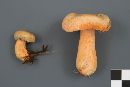 Lactarius thyinos image