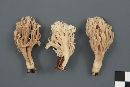 Clavulina coralloides image