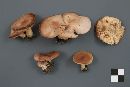 Lactarius vietus image