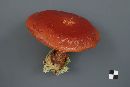 Suillus grevillei image