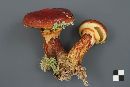 Suillus grevillei image