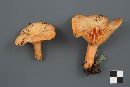 Lactarius thyinos image