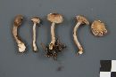 Inocybe fuscodisca image