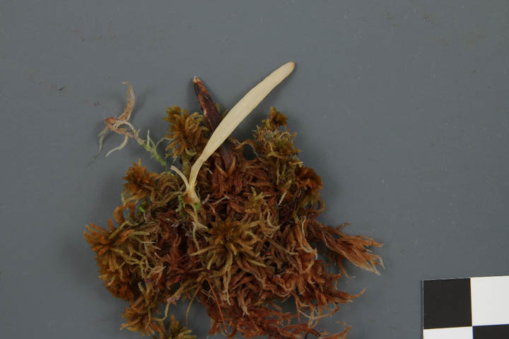 Clavaria sphagnicola image