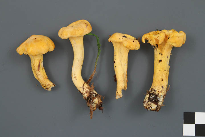 Cantharellus camphoratus image