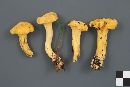 Cantharellus camphoratus image