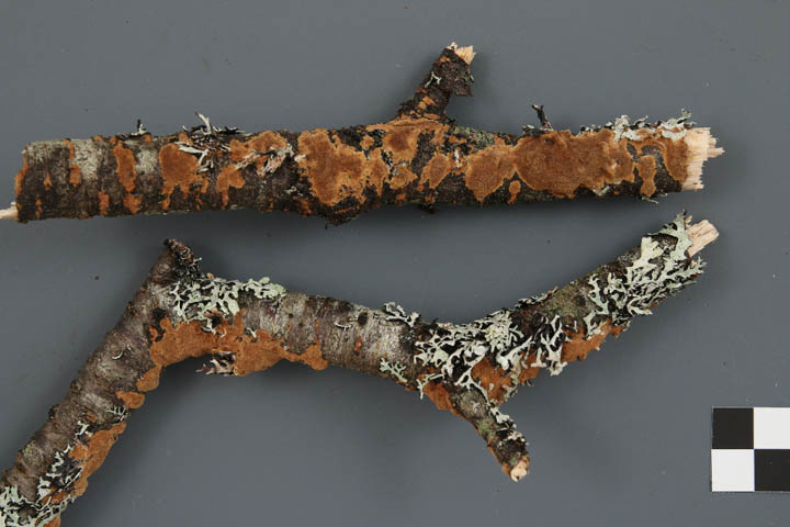 Fuscoporia ferrea image