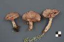 Lactarius uvidus image