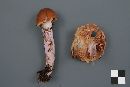 Cortinarius stillatitius image