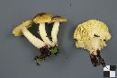 Tricholoma subsejunctum image