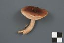 Lactarius mucidus image