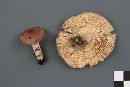 Lactarius hibbardae image