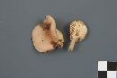 Lactarius vietus image