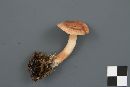 Lactarius vinaceorufescens image