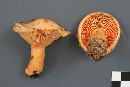 Lactarius thyinos image