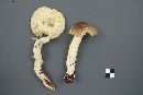 Tricholoma subsejunctum image