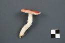 Russula montana image