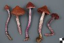 Cortinarius evernius image