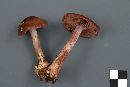 Cortinarius scaurus image