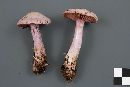 Cortinarius alboviolaceus image