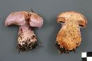 Cortinarius traganus image