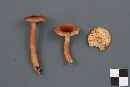 Lactarius subdulcis image