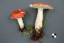 Russula paludosa image