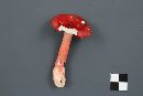 Russula peckii image