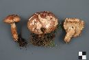 Tricholoma transmutans image