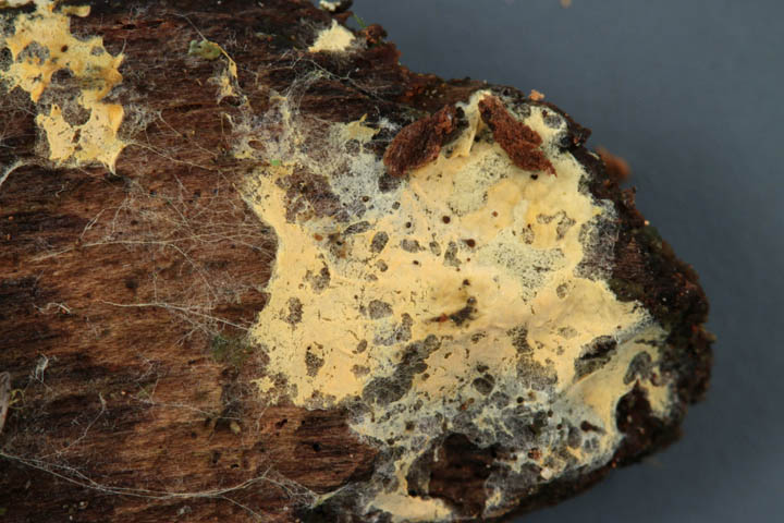 Leucogyrophana romellii image