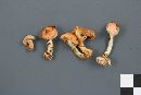 Pholiota astragalina image