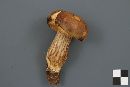 Boletus subtomentosus image