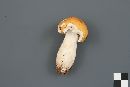 Russula paludosa image