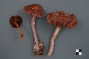 Cortinarius evernius image