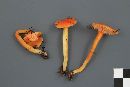 Hygrocybe squamulosa image