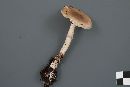 Amanita porphyria image