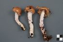 Cortinarius mucifluus image