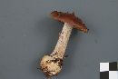 Cortinarius scaurus image