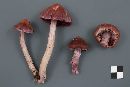 Cortinarius evernius image