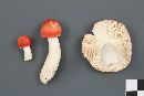 Russula montana image