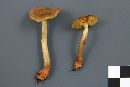 Cortinarius croceus image