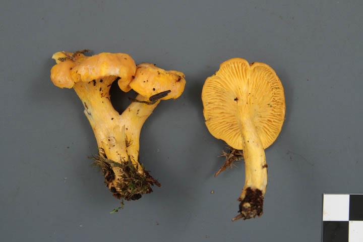 Cantharellus camphoratus image