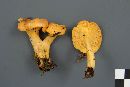 Cantharellus camphoratus image