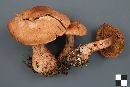 Cortinarius armillatus image